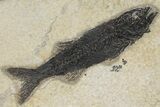 Two Black Fossil Fish (Mioplosus) - Wyoming #211162-1